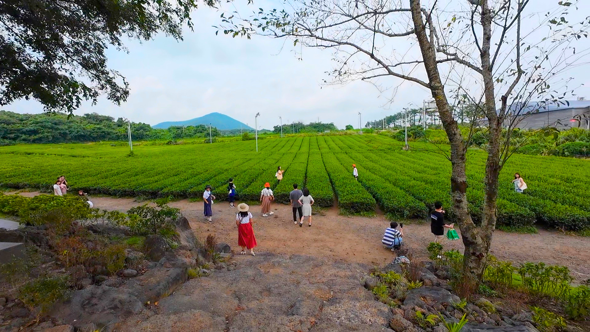 韓国チェジュ島（済州島）ソギポ（西帰浦）のオソルロク・ティーミュージアム（o'sulloc tea museum）で撮った旅行写真